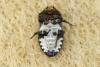 Dermestes laniarius